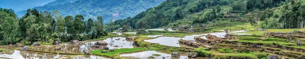 Flooded rice terraces below forested hills