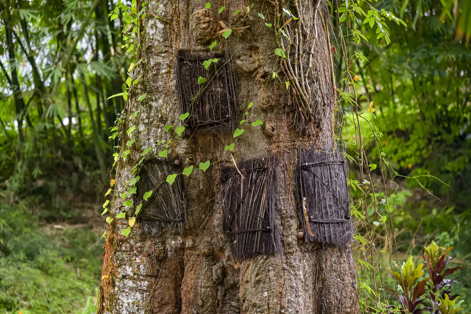 A broad tree trunk with woven fibre panels set into its bark at Kambira