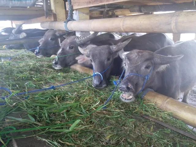 Water buffalo tethered at a feeding rail, eating cut grass