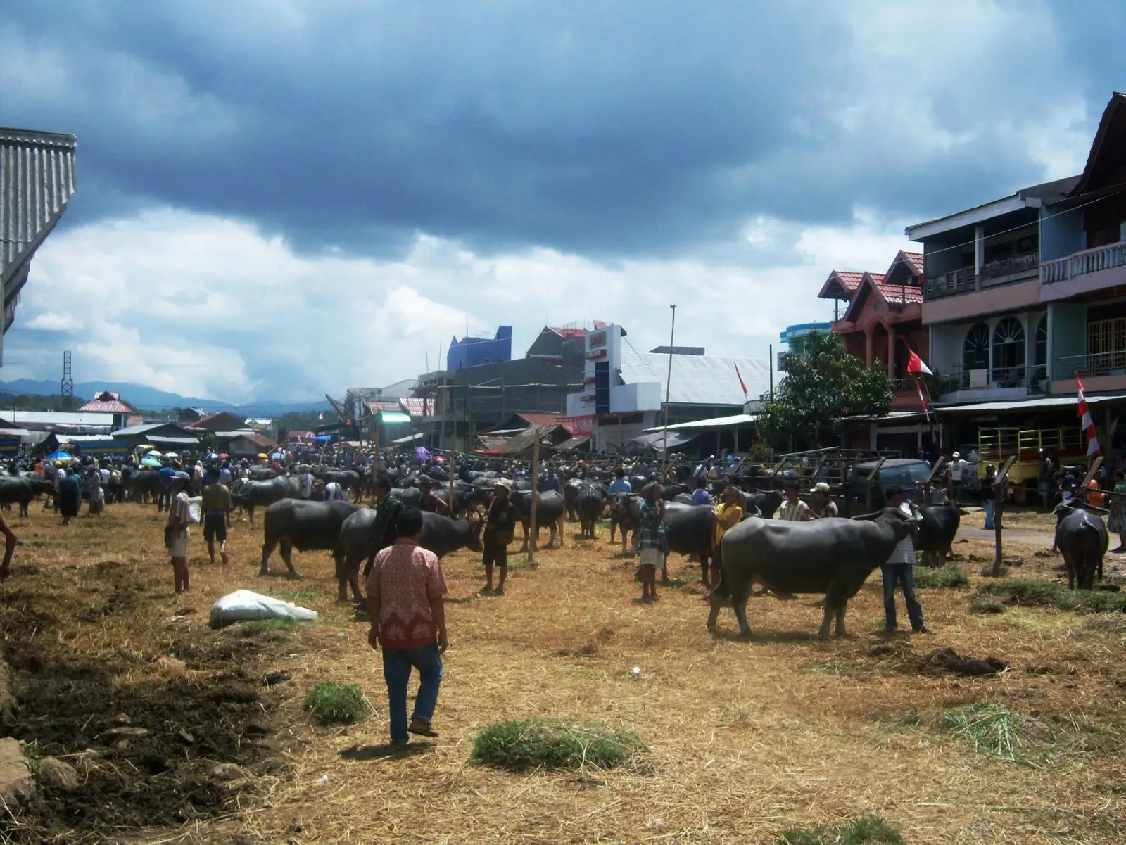 The buffalo market at Bolu, animals and traders across an open ground