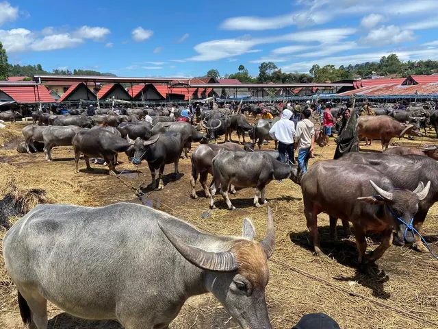 Water buffalo standing in the sale ground at Bolu market